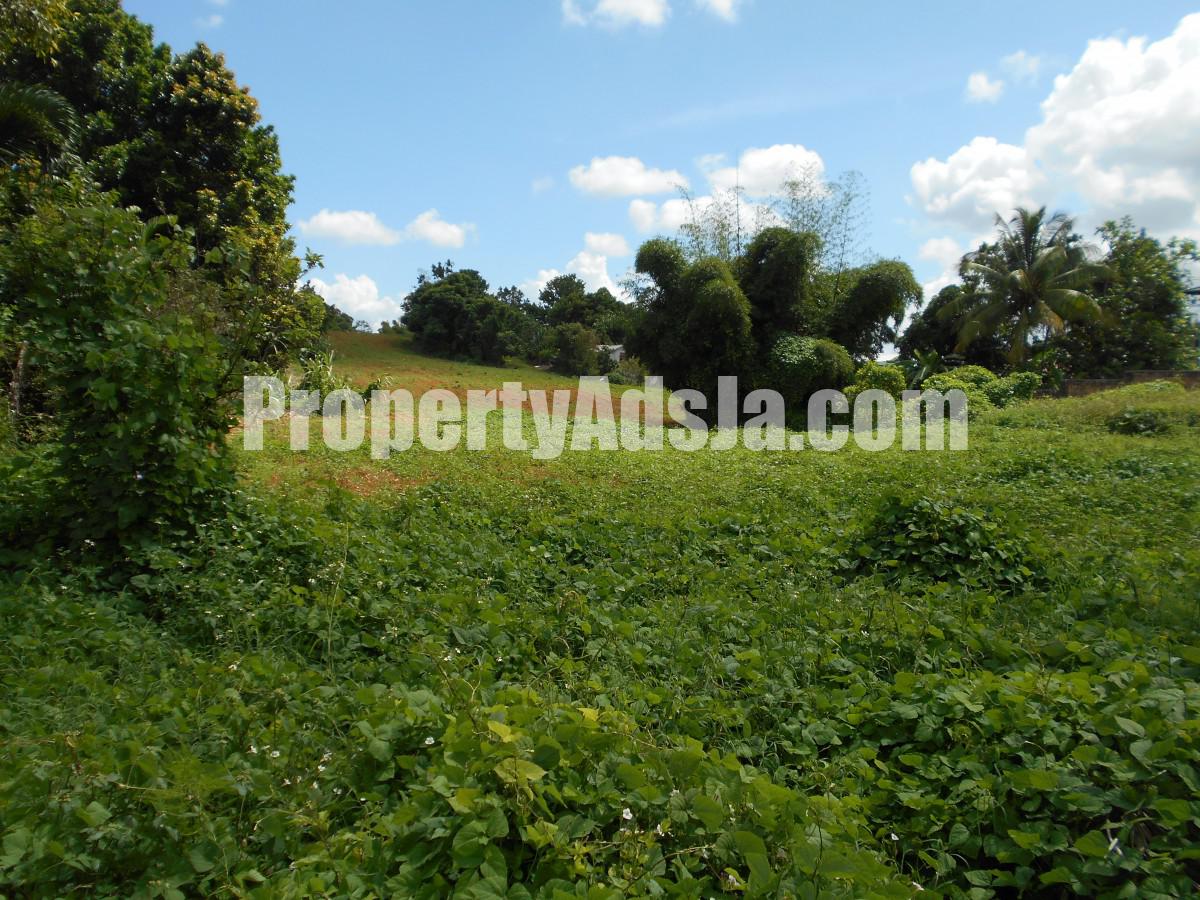 Land For Sale in Mandeville, Manchester Jamaica