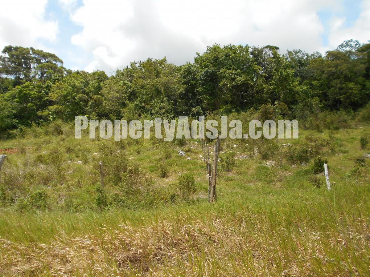 Land For Sale in Spur Tree, Manchester Jamaica