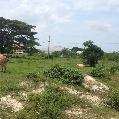 Residential lot For Sale in Black River, St. Elizabeth Jamaica