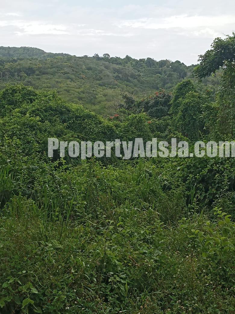 Commercial/farm land For Sale in Islington, St. Mary Jamaica