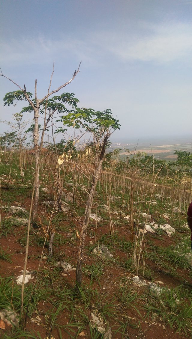 Residential lot For Sale in Plantation heights, Kingston / St. Andrew