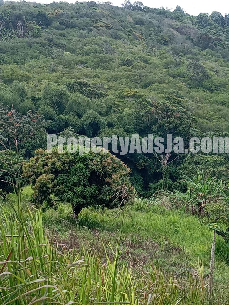 Commercial/farm land For Sale in Islington, St. Mary Jamaica