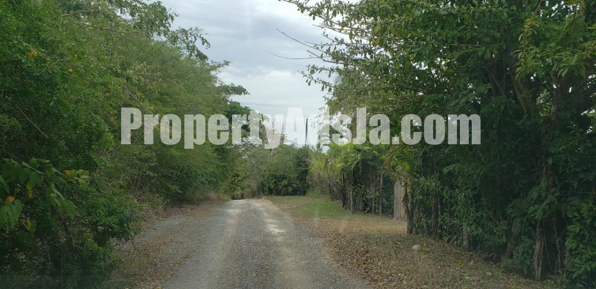 Commercial/farm land For Sale in Unity, St. Mary Jamaica