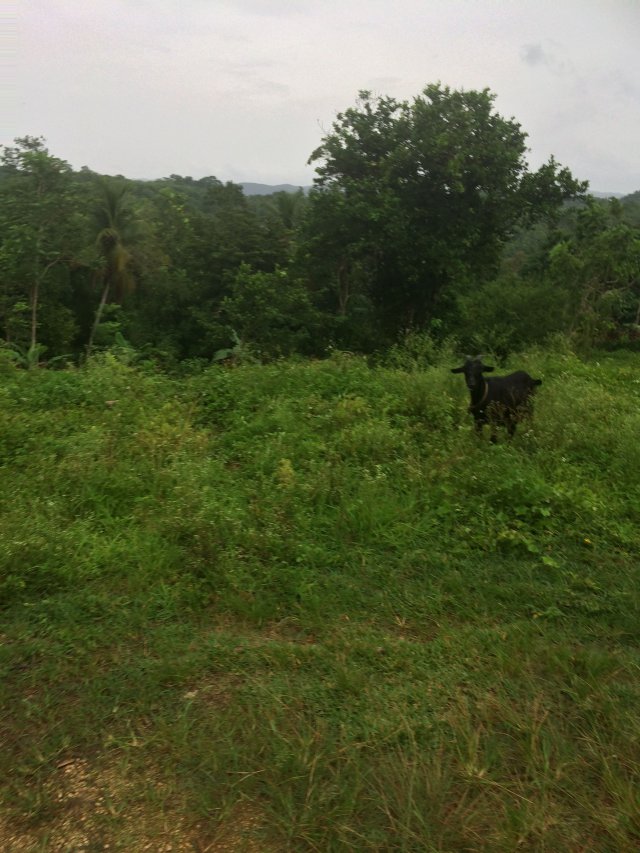 Residential lot For Sale in Balaclava, St. Elizabeth Jamaica