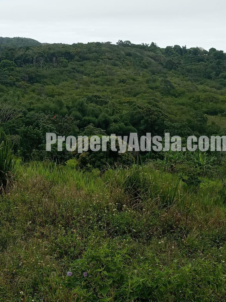 Commercial/farm land For Sale in Islington, St. Mary Jamaica