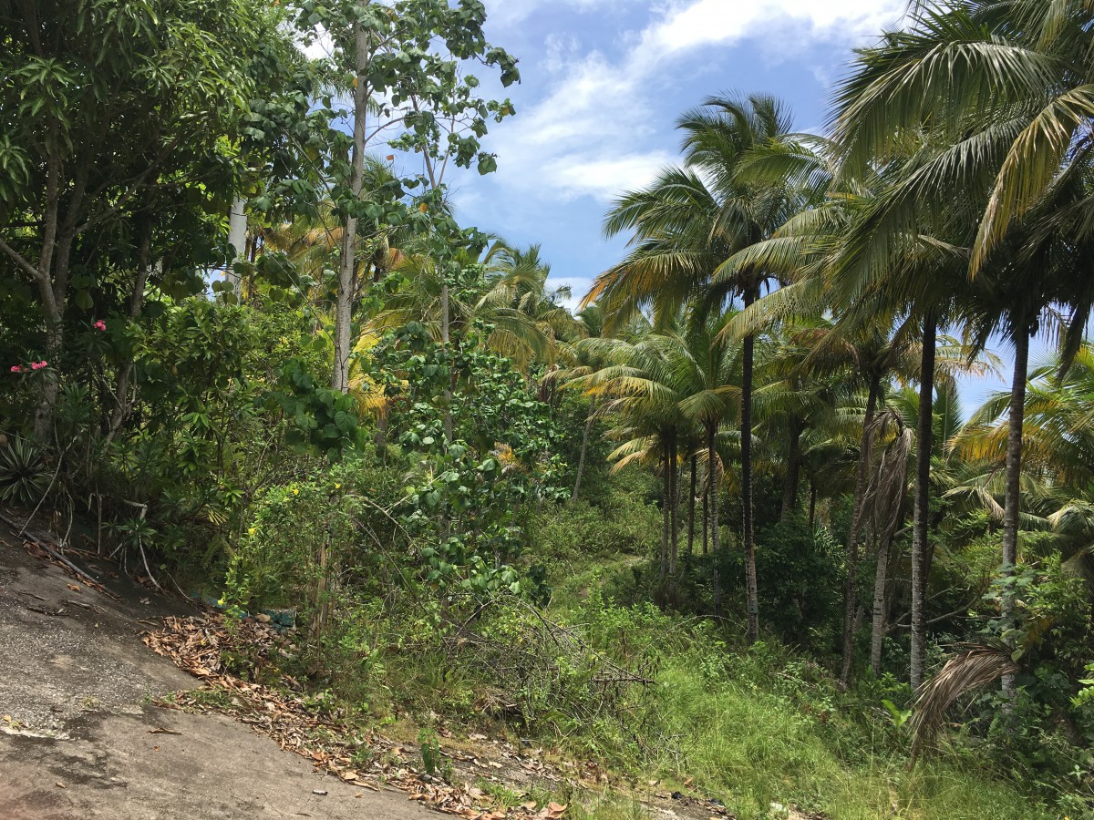 Residential lot For Sale in Sandy Bay, Hanover Jamaica