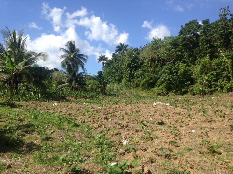 Commercial/farm land For Sale in Portland, Portland Jamaica
