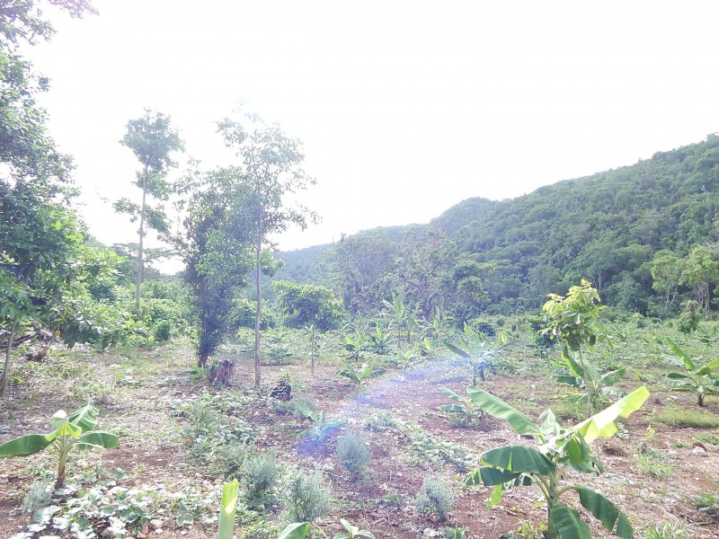 Commercial/farm land For Sale in RED HILLS, Kingston / St. Andrew