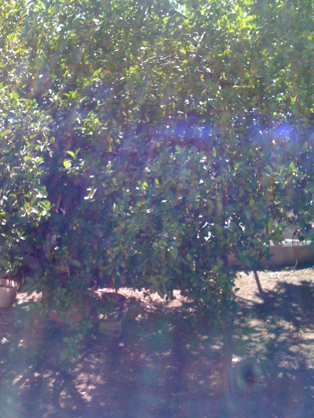 House For Sale in Gore Tuca, St. Catherine Jamaica