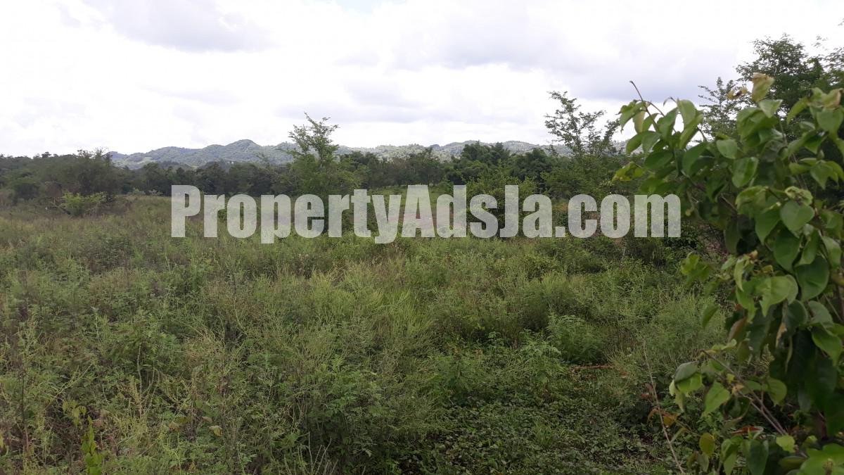 Commercial/farm land For Sale in New Market, St. Elizabeth Jamaica