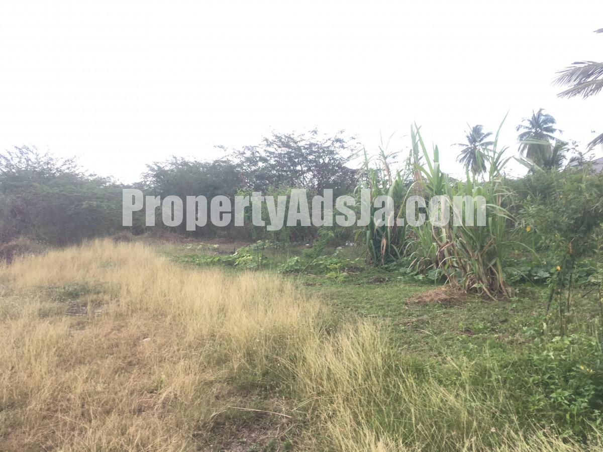 Commercial/farm land For Sale in Clarendon, Clarendon Jamaica
