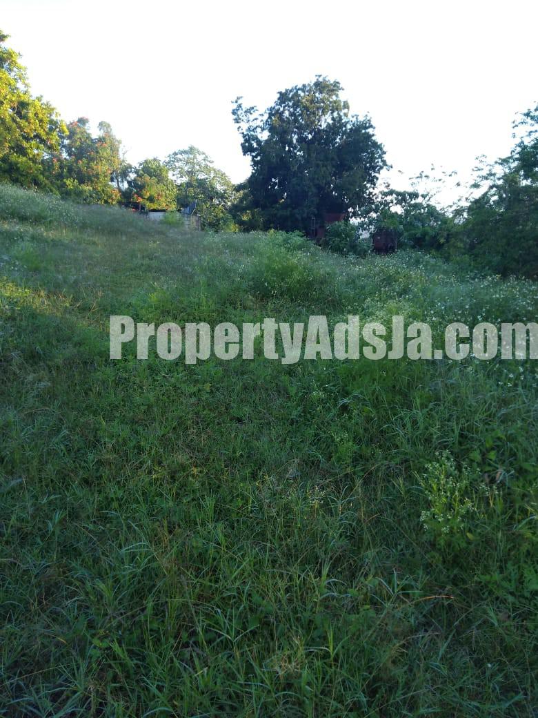 Commercial/farm land For Rent in Lydford St Ann, St. Ann Jamaica