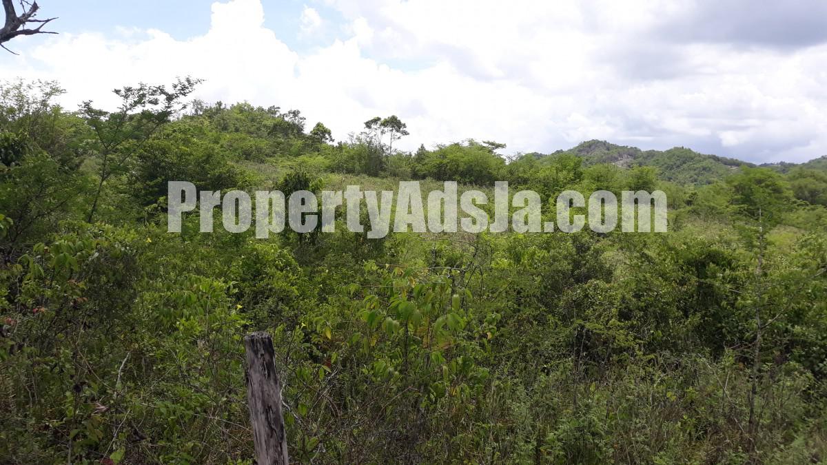 Commercial/farm land For Sale in New Market, St. Elizabeth Jamaica