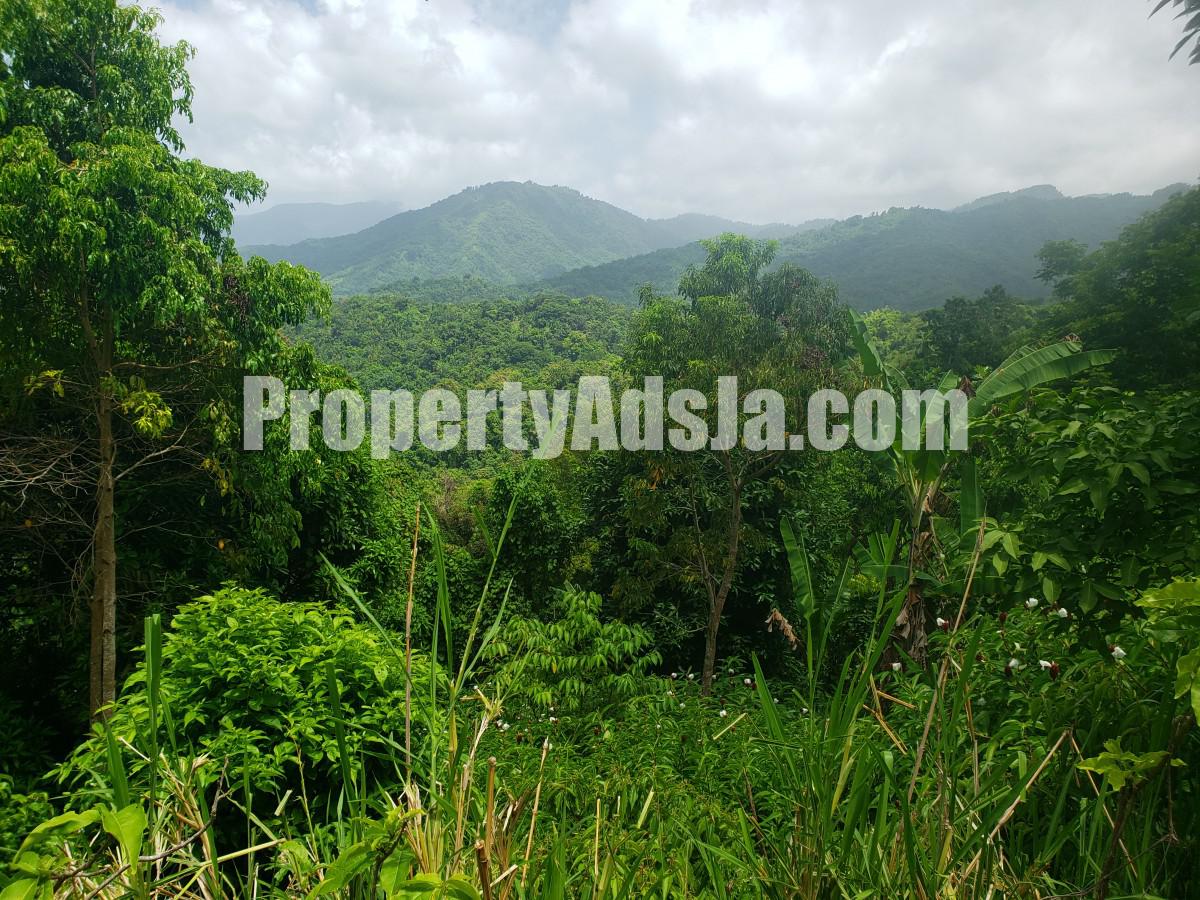 For Sale in Camberwell, St. Mary Jamaica