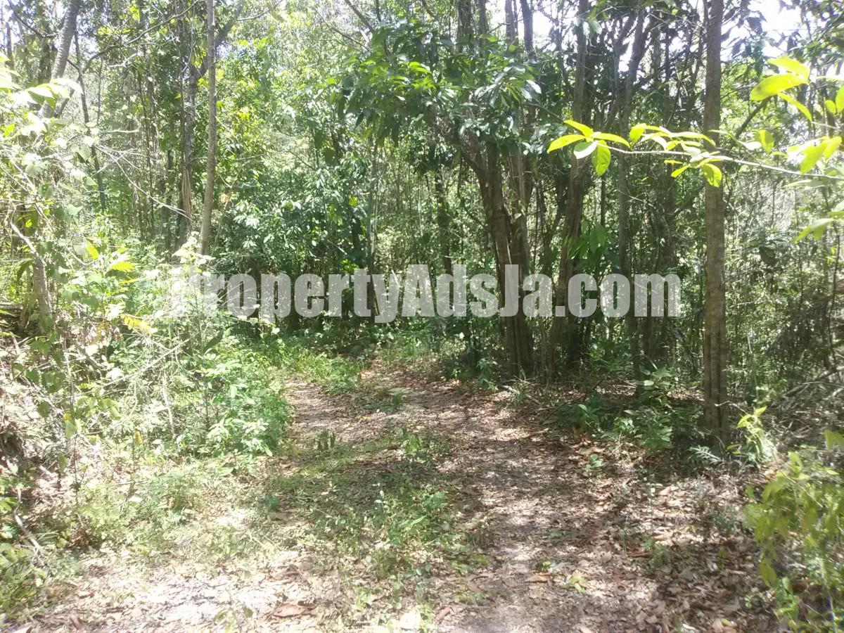 Commercial/farm land For Sale in KILDARE DIAMOND RIDGE, Portland Jamaica