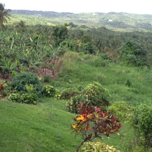 House For Sale in Union Hill, St. Mary Jamaica