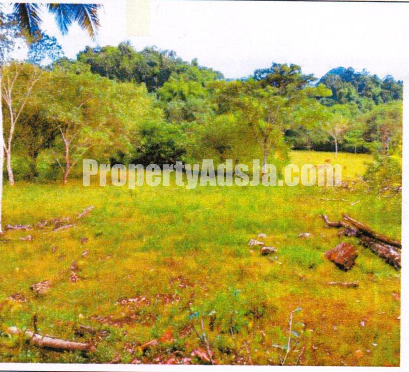 Land For Sale in Bunkers Hill, Trelawny Jamaica