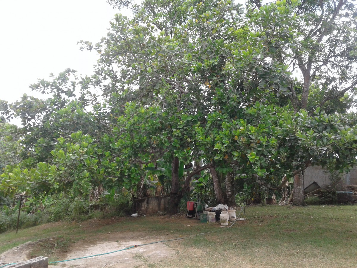 Apartment For Sale in Linstead, St. Catherine Jamaica