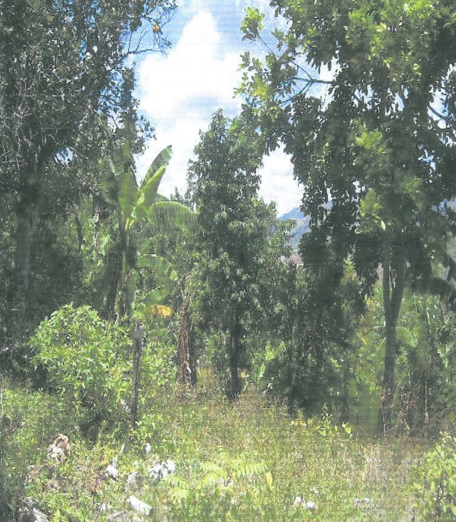 Commercial/farm land For Sale in Coxwain, Clarendon Jamaica