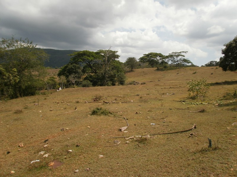 Commercial/farm land For Sale in Wakefield Linstead St Catherine, St