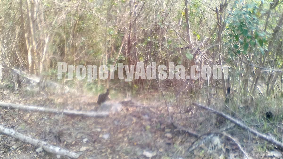 Residential lot For Sale in Cocoa Walk, St. Catherine Jamaica