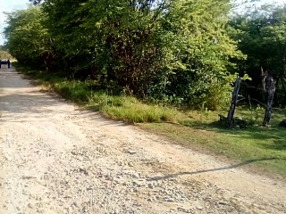 Land For Sale in Goshen, St. Elizabeth Jamaica | [4]