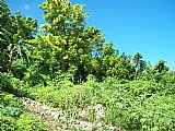 Residential lot For Sale in Beverly, St. Ann Jamaica | [2]