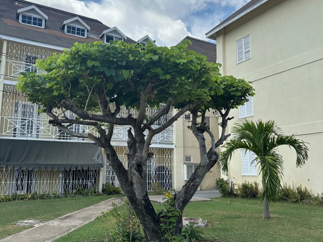 Apartment For Sale in Constant Spring Area, Kingston / St. Andrew Jamaica | [13]