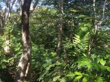 Resort/vacation property For Sale in Round Hill, Hanover Jamaica | [9]