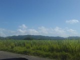 Commercial/farm land For Sale in Little London, Westmoreland Jamaica | [3]