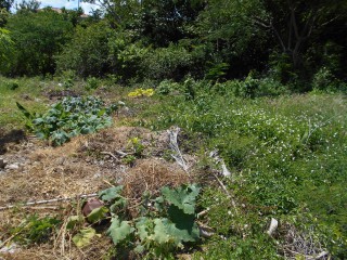 Land For Sale in Cardiff Hall, Runaway Bay, St. Ann Jamaica | [14]