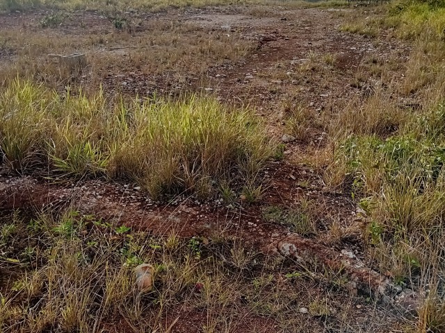 Residential lot For Sale in KnockPatrick, Manchester Jamaica | [4]