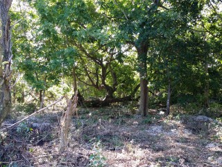 Land For Sale in Jackson Heights, St. Ann Jamaica | [3]
