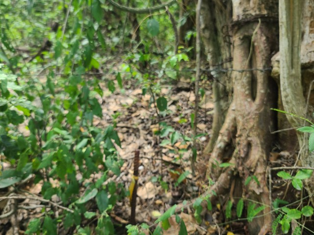 Development Land (Residential) For Sale in OldHope little london, Westmoreland Jamaica | [1]