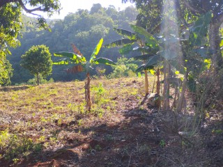Land For Sale in Charlton Ave, Manchester Jamaica | [11]