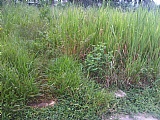 Residential lot For Sale in Bushy Park Linstead, St. Catherine Jamaica | [2]