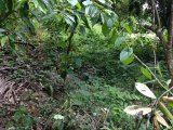 Residential lot For Sale in Riversdale, St. Catherine Jamaica | [4]