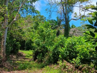 Land For Rent in Allepo, St. Mary Jamaica | [4]