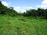 Commercial/farm land For Sale in Copse MtCeder Grove, Westmoreland Jamaica | [7]