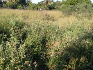 Land For Rent in Leiba Gardens, St. Catherine Jamaica | [2]