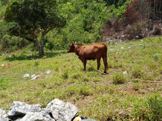 Land For Sale in Friendship St Ann, St. Ann, Jamaica