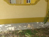 House For Rent in Passagefort, St. Catherine Jamaica | [6]