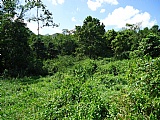 Commercial/farm land For Sale in Copse MtCeder Grove, Westmoreland Jamaica | [2]