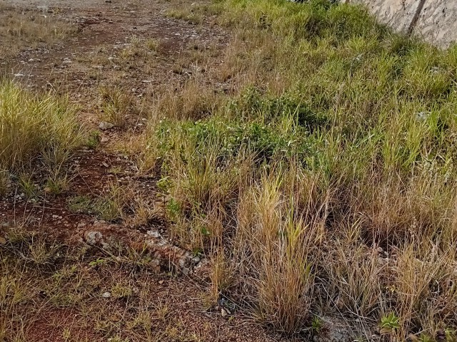 Residential lot For Sale in KnockPatrick, Manchester Jamaica | [5]