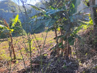 Land For Sale in Charlton Ave, Manchester Jamaica | [8]