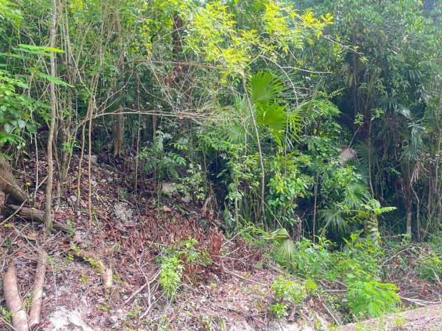 Development Land (Residential) For Sale in Woodside, Clarendon Jamaica | [3]
