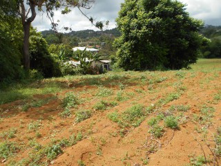 Land For Sale in Mandeville, Manchester, Jamaica
