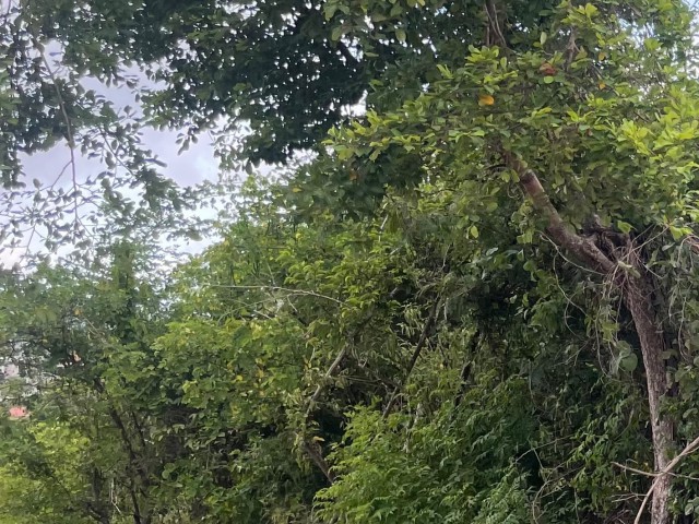 Land For Sale - Bull Savannah, St. Elizabeth, Jamaica