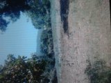 Residential lot For Sale in pedrto crossTreasure Beach, St. Elizabeth Jamaica | [2]