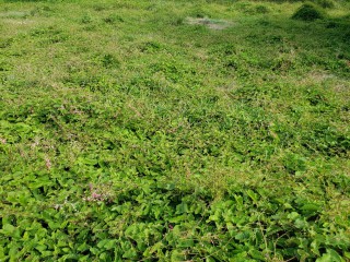 Land For Sale in Lionel town, Clarendon Jamaica | [6]